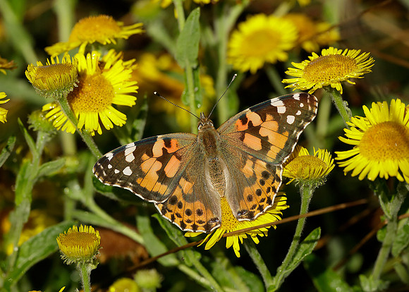 Painted Lady Vanessa cardui
