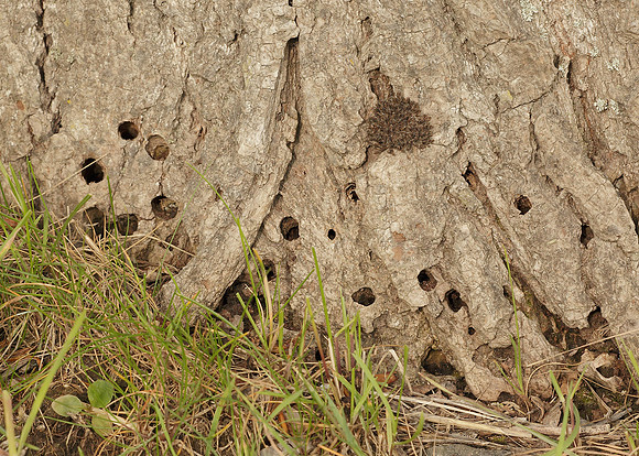 52.002 BF0370 Hornet Moth Sesia apiformis