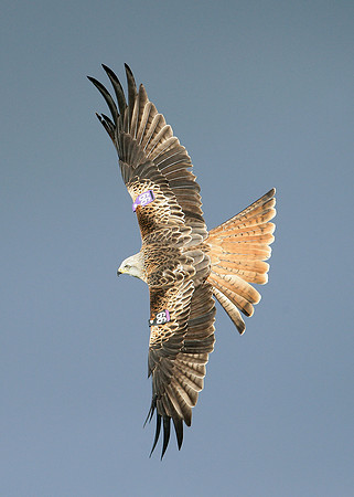 Red Kite Milvus milvus