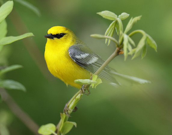 Blue-winged Warbler Vermivora cyanoptera