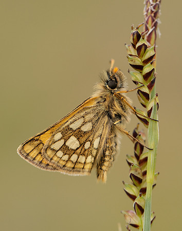 Chequered Skipper Carterocephalus palaemon