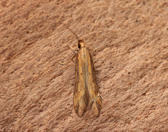 35.058 BF726 Metzneria metzneriella