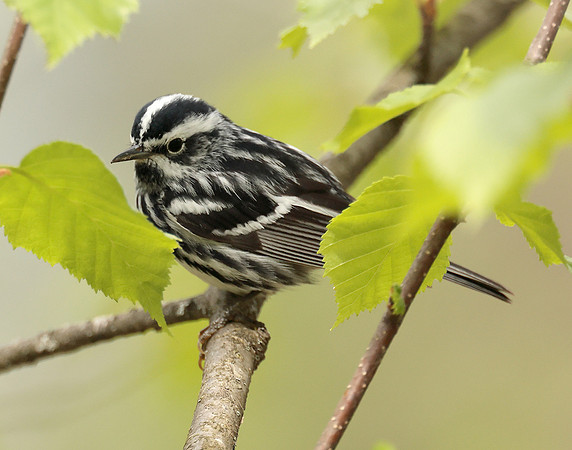 Black & White Warbler Mniotilta varia