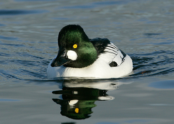 Goldeneye Bucephala clangula