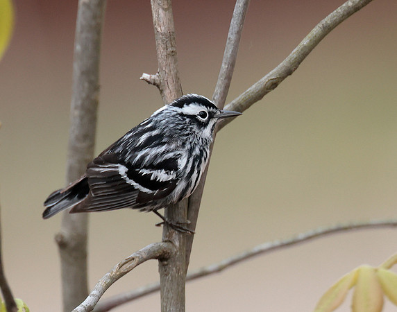 Black & White Warbler Mniotilta varia