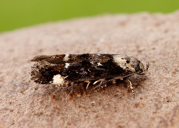 40.001 BF885 Mompha conturbatella