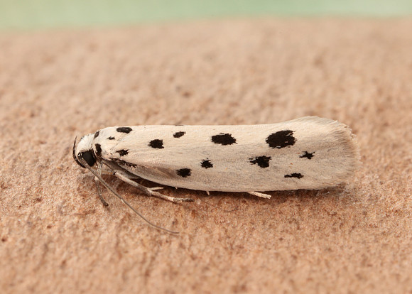 33.001 BF718 Ethmia dodecea