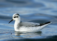 Grey Phalarope Phalaropus fulicarius