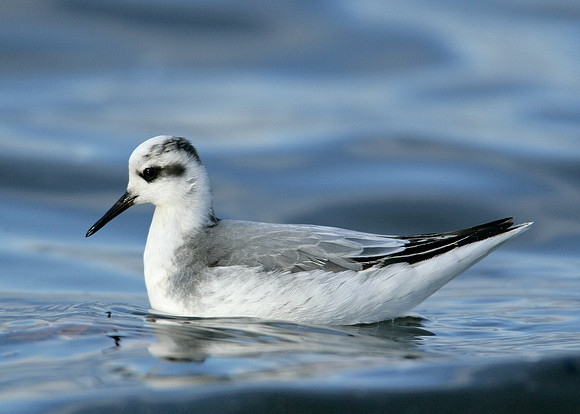 Grey Phalarope Phalaropus fulicarius