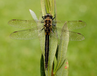 Northern Emerald Somatochlora arctica