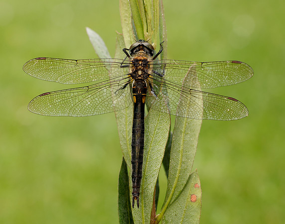Northern Emerald Somatochlora arctica