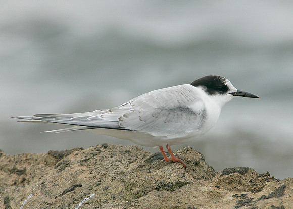 Arctic Tern Sterna paradisaea