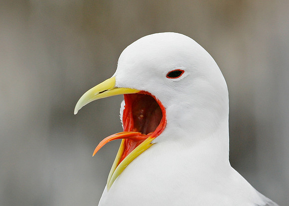 Kittiwake Rissa tridactyla