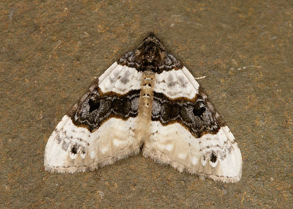 70.087 BF1752 Purple Bar Cosmorhoe ocellata