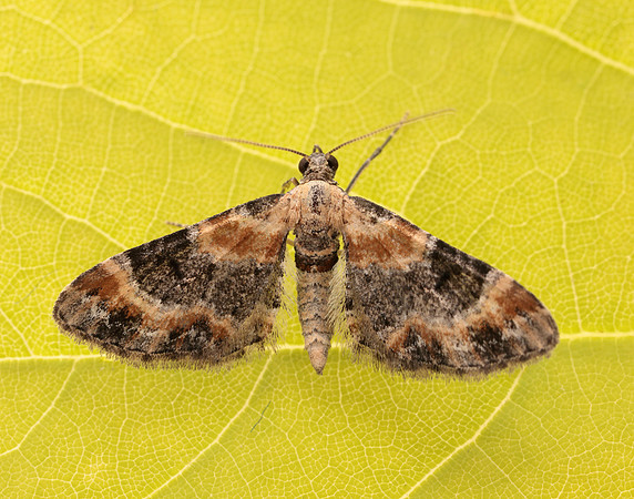 70.150 BF1816 Toadflax Pug Eupithecia linariata