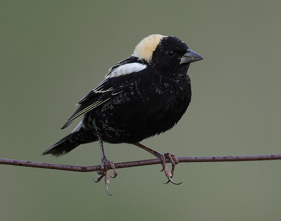 Bobolink Dolichonyx oryzivorus