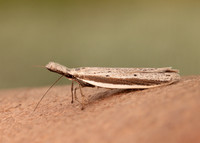 28.025 BF654 Pleurota bicostella