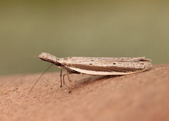 28.025 BF654 Pleurota bicostella