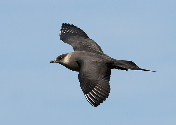 Arctic Skua Stercorarius parasiticus