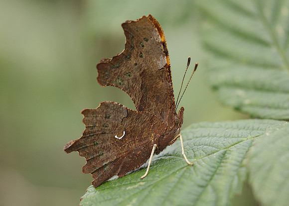 Comma Polygonia c-album