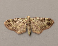 70.144 BF1860 Green Pug Pasiphila rectangulata