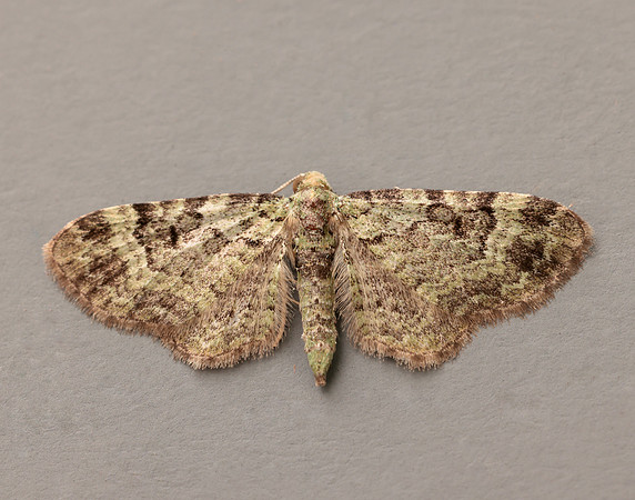 70.144 BF1860 Green Pug Pasiphila rectangulata