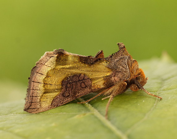 73.012 BF2434 Burnished Brass Diachrysia chrysitis