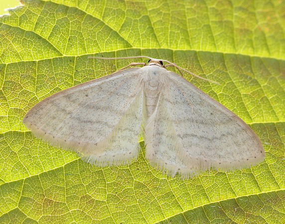70.009 BF1709 Satin Wave Idaea subsericeata