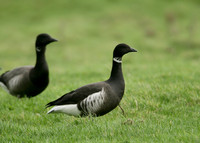 Black Brant Branta bernicla nigricans