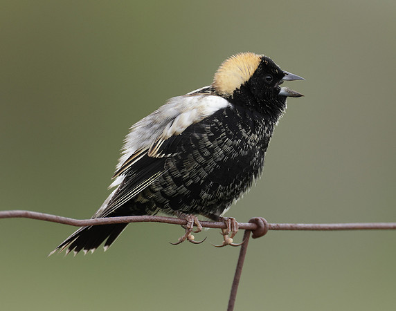 Bobolink Dolichonyx oryzivorus