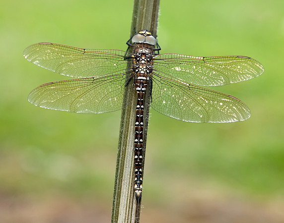 Common Hawker Aeshna juncea