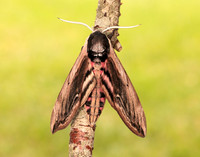 69.006 BF1976 Privet Hawk-moth Sphinx ligustri
