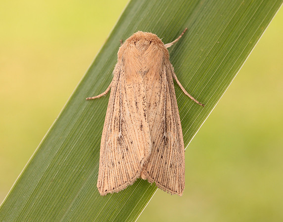 73.302 BF2204 Obscure Wainscot Leucania obsoleta