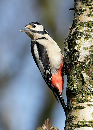 Great Spotted Woodpecker Dendrocopus major