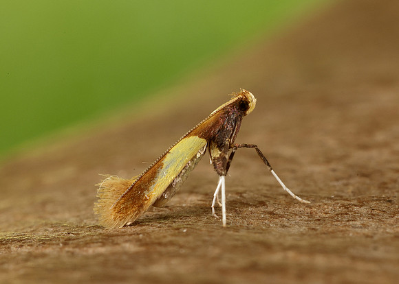 15.008 BF286 Caloptilia alchimiella