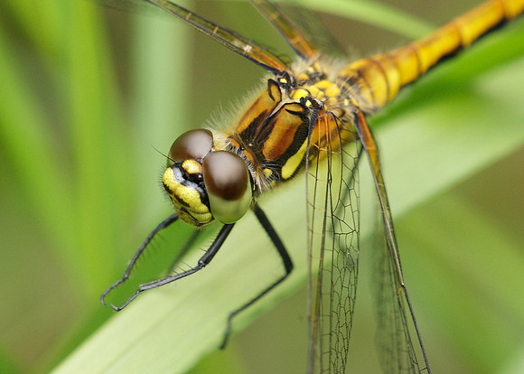 Black Darter Sympetrum danae
