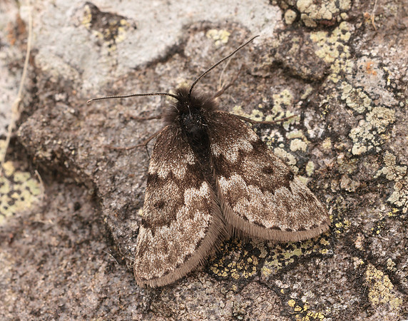 70.289 BF1965 Black Mountain Moth Glacies coracina