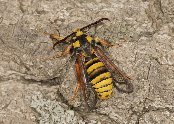 52.002 BF0370 Hornet Moth Sesia apiformis
