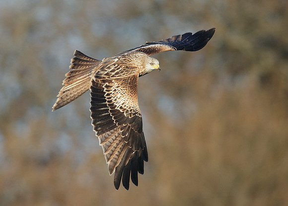 Red Kite Milvus milvus