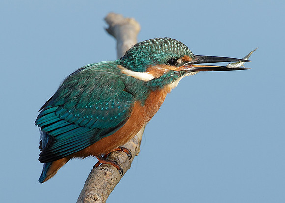 Kingfisher Alcedo atthis