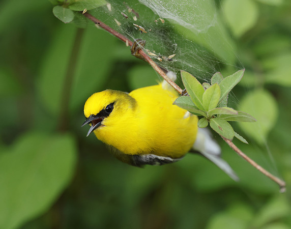 Blue-winged Warbler Vermivora cyanoptera