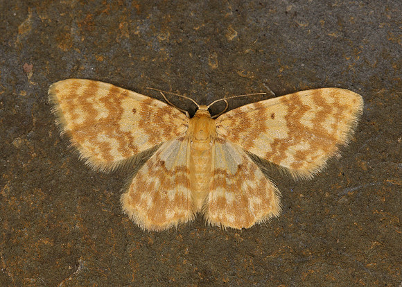 70.114 BF1876 Small Yellow Wave Hydrelia flammeolaria