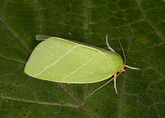 74.007 BF2421 Scarce Silver-lines Bena bicolorana