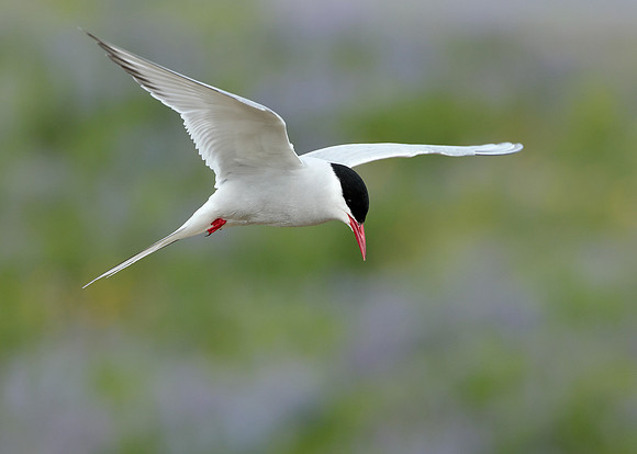 Arctic Tern Sterna paradisaea
