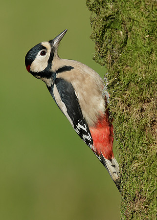 Great Spotted Woodpecker Dendrocopus major
