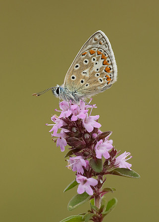 Common Blue Polyommatus icarus