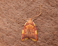 31.001 BF658 Carcina quercana