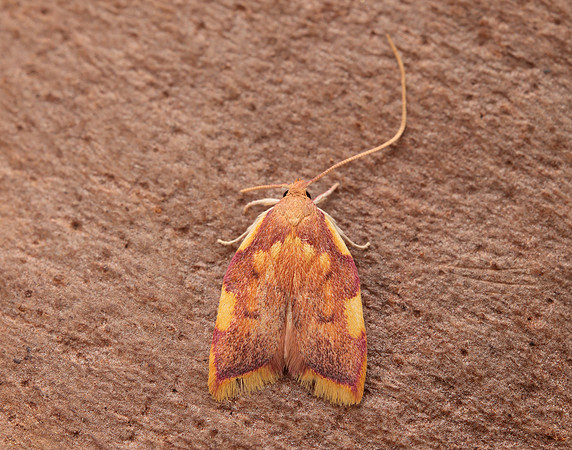 31.001 BF658 Carcina quercana