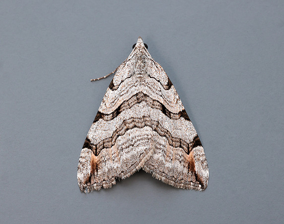 70.192 BF1867 Treble-bar Aplocera plagiata