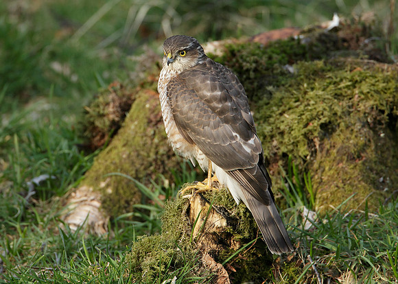 Sparrowhawk Accipiter nisus